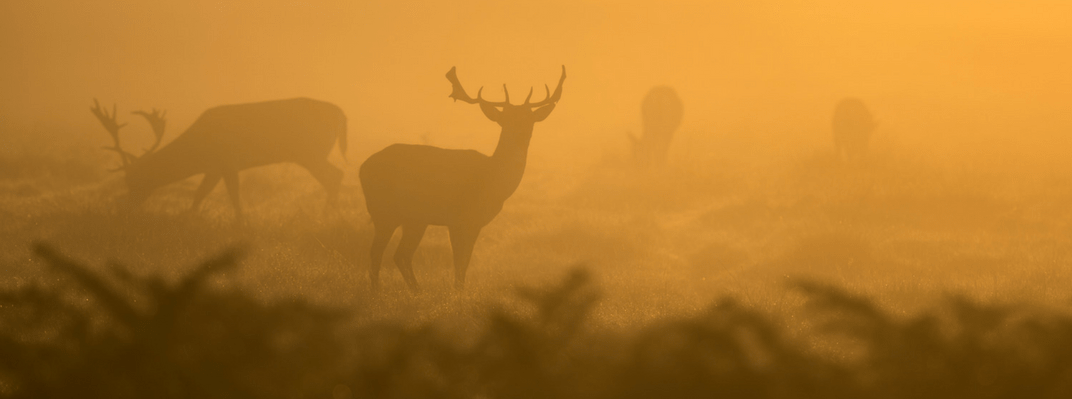 I have received several Shamanic soul retrievals in the past as a way to return some of my pieces. I remember one in particular, a child aspect of mine took with it  “the ability to make things happen.” Click to read more!