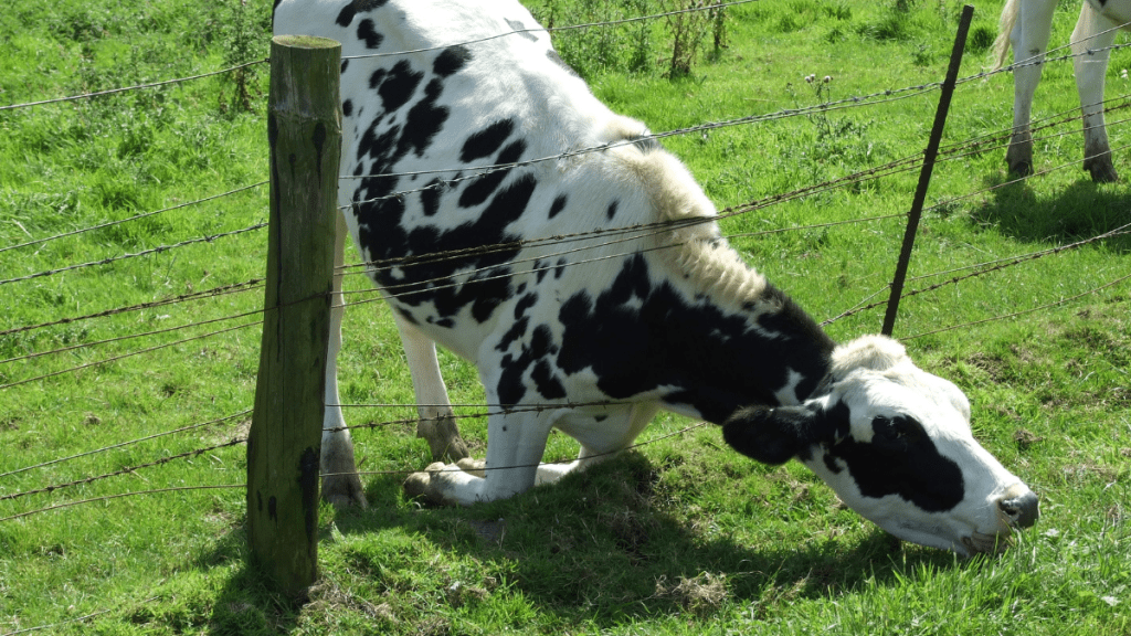 The Pursuit of Happiness