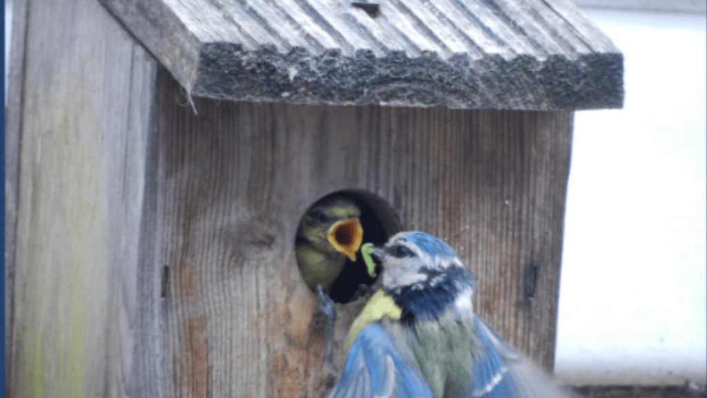 Don't interfere with nature - A Fledgling's Message